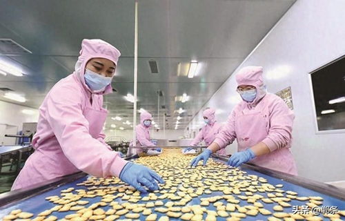 生物技術(shù)驅(qū)動(dòng)邱縣食品產(chǎn)業(yè)新圖景 創(chuàng)新、升級與可持續(xù)發(fā)展